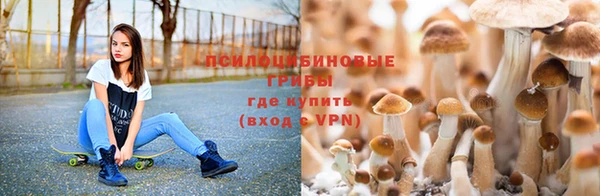 сатива Каменка